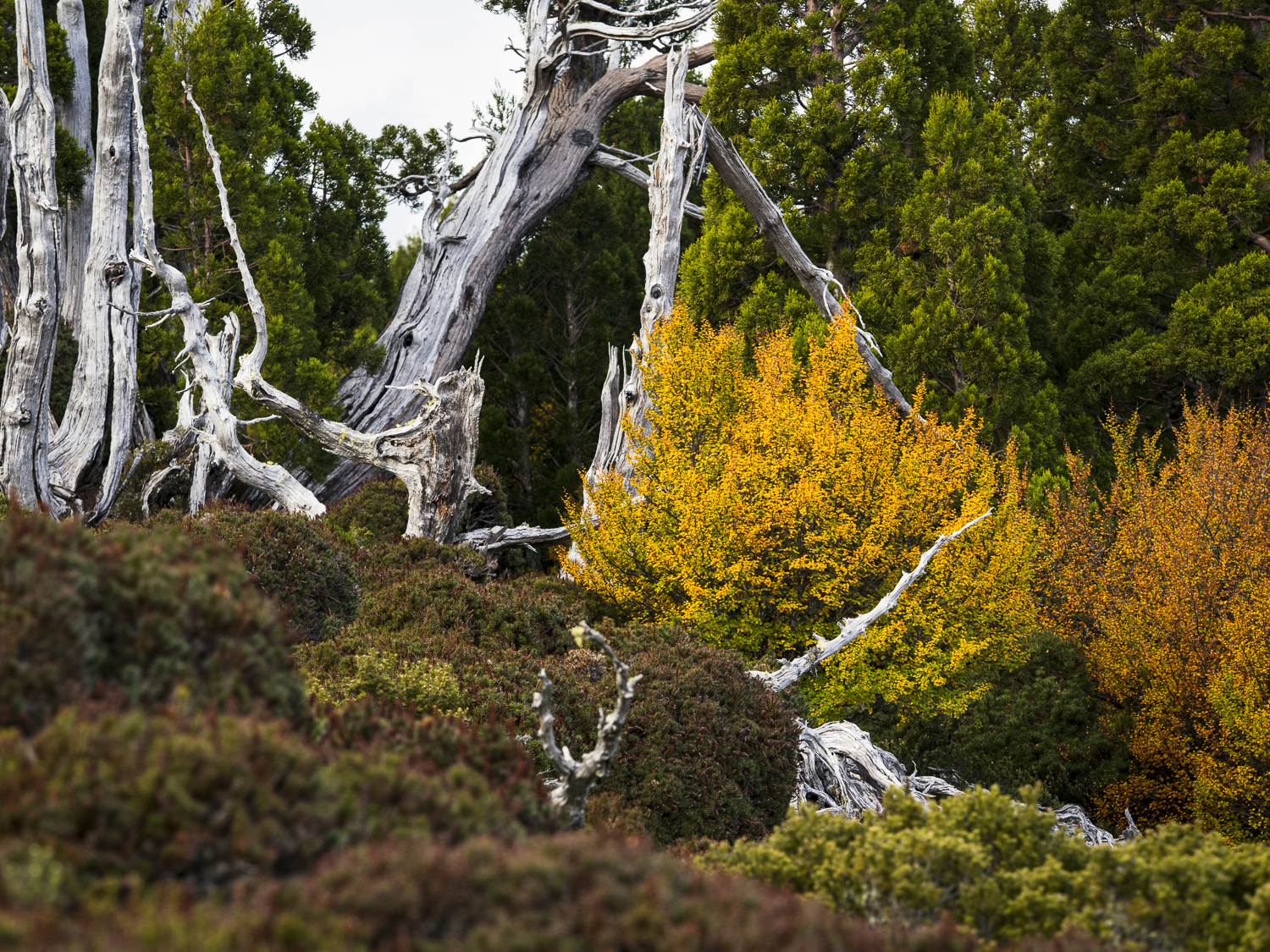 Meaningful photography – Ten pictures from the Overland Track ...